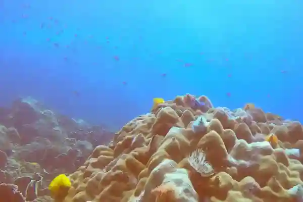 Scuba Review Auffrischungskurs für zertifizierte Taucher
