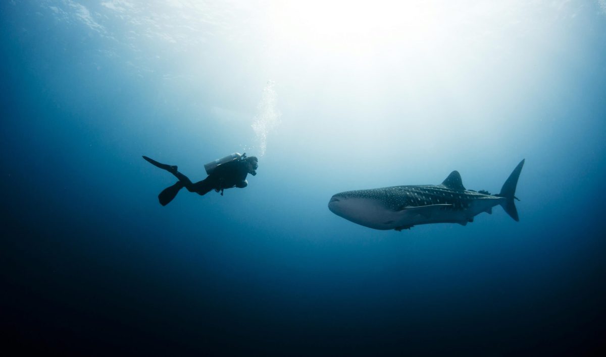 Deep Diver, Koh Chang, Thailand