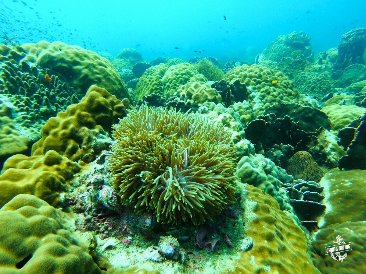 Sea Anemones with skunk anemon fish