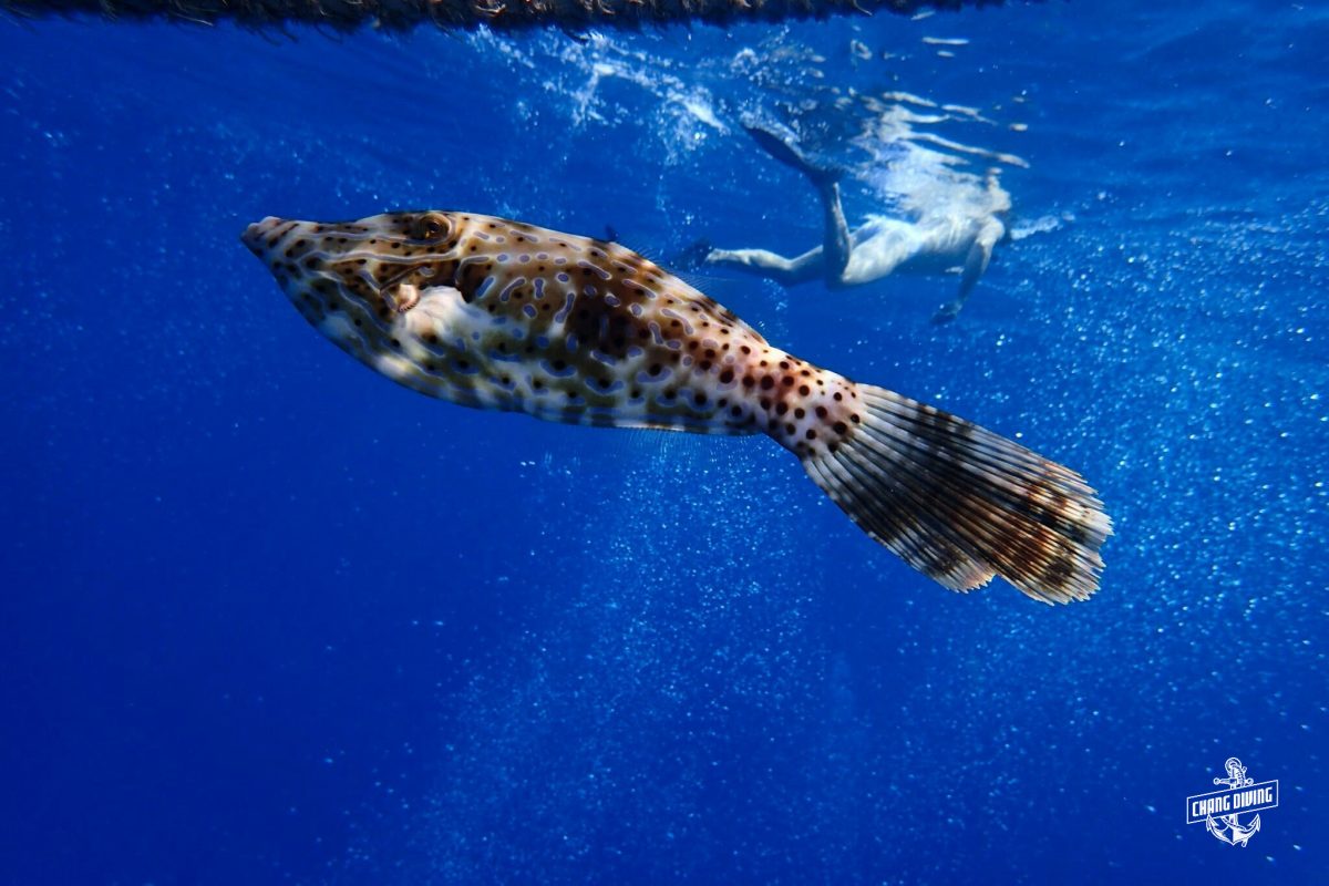 File Fish Scuba review Koh Chang