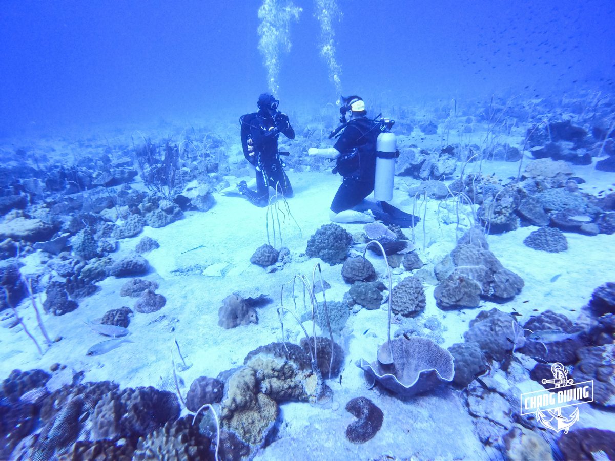 Try Diving Koh Chang