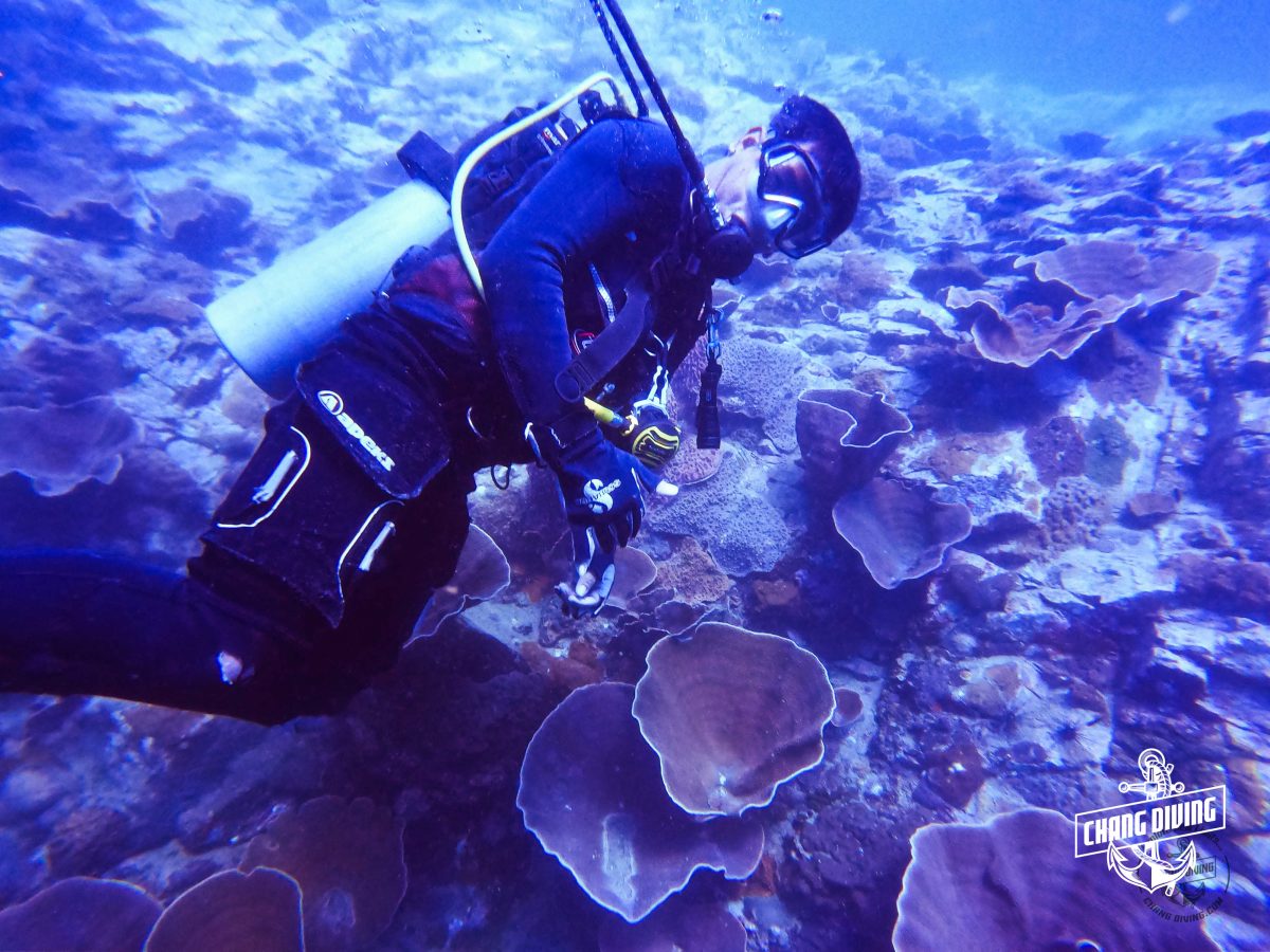 Geführte Fun Dives auf Koh Chang – Entdecke Thailands Unterwasserwelt – Bild 12