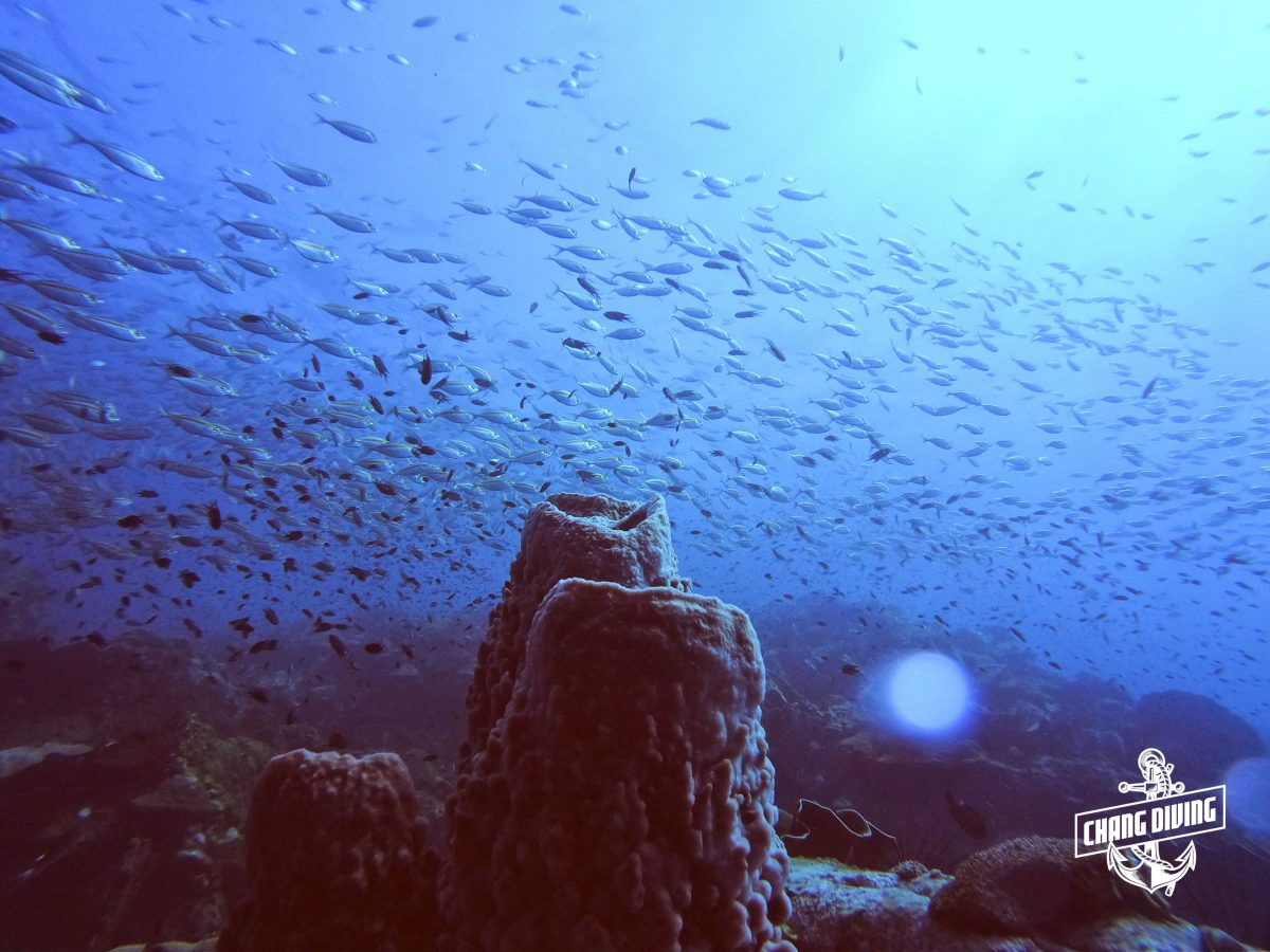 Geführte Fun Dives auf Koh Chang – Entdecke Thailands Unterwasserwelt – Bild 7