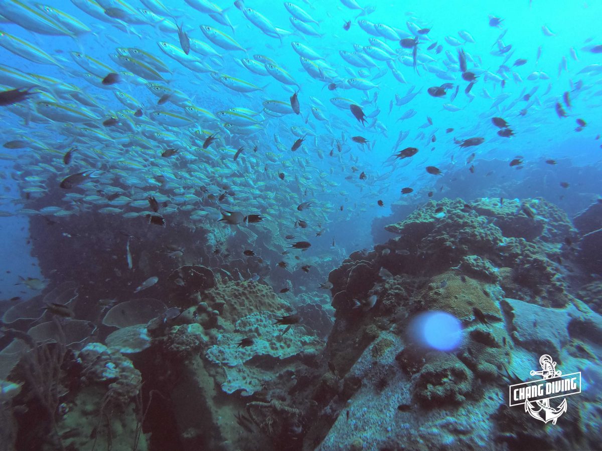 Geführte Fun Dives auf Koh Chang – Entdecke Thailands Unterwasserwelt – Bild 8