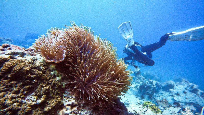 Diver with search stick over coral reef during Search and Recovery course in Koh Chang.