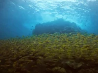 Open Water Kurs bei Hin Raab North mit einem riesigen Schwarm Gelbrücken-Fusiliere