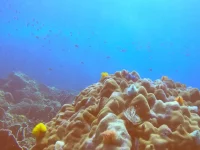 Zertifizierter Taucher übt Tarierung bei der Scuba Review an einem flachen Riff auf Koh Chang